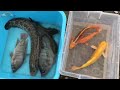 săn cá chép koi cá vàng cá rô phi cá lóc find koi carp goldfish tilapia snakehead fish