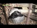 【東山動植物園公式】仲良し：横からバージョン《 ラーテル 》