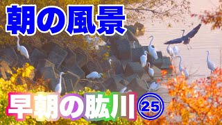 （２５）【肱川朝の風景】シラサギのおしゃべり！～愛媛県大洲市～