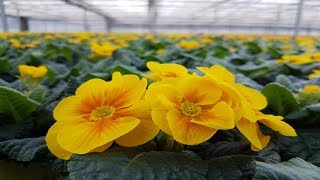 Gartenbaubetrieb Leenen - Marktaufbereitung