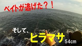 アジの泳がせ釣り　ナイス判断でヒラマサ(54cm）ＨＩＴ！　かろうじてボウズは逃れました。