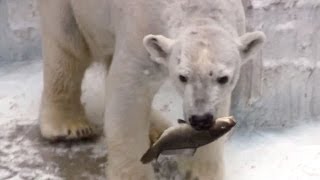 【天王寺動物園】2014ホッキョクグマ夫婦のランチタイムLunch time of the Polar Bears