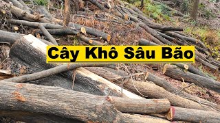 Thăm Lại Đồi Cây Khô Sau Cơn Bão Số 3 Và Thăm Nghĩa Trang Sau Báo