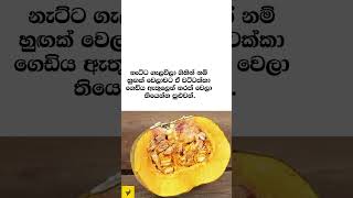 රස වට්ටක්කා තෝරාගන්නේ මෙහෙමයි 😍🔥 #cooking #tips #sinhala