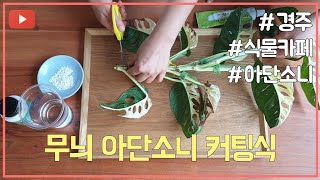 무늬 아단소니 커팅식 하이라이트 #경주 식물카페 아단소니 @prr_tv