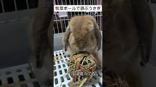 草を、キメる垂れ耳うさぎコスモ　#rabbit #うさぎ #rabbits #ペット　#ねこ　#犬　#猫