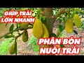 Phân bón để dưỡng trái mít Thúc trái mít lớn nhanh - Xô NUÔI TRÁI MÍT