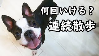 散歩後にもう１回「おさんぽ行く？」と言ってみたら…(笑)【ボストンテリア】