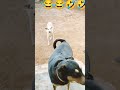 🤪🤪மச்சா கண்டுபுடுச்சுட்டான்டா வா போலா. 🐕🐕 dogs comedy shorts.