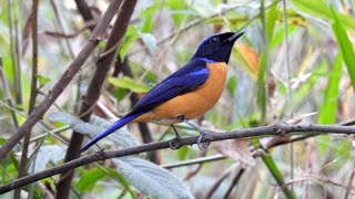 Rufous-bellied Niltava (Niltava sundara) (1)