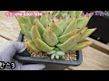 인천다육이사랑2탄 대품창을 특별 쎄일합니다 놓치지마세요 korean succulent plants