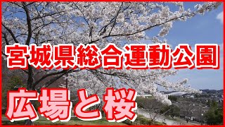 東京オリンピックサッカー会場の予定地｜宮城県総合運動公園【宮城スタジアム】グランディ21の桜と広場