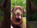 funny labrador is nibbling on person s foot