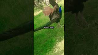 #peacock # flying #peacock sound #shorts #youtubeshorts  #viral #funny #shortsvideo  #trending #mor