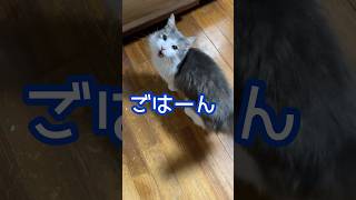 ごはんと鳴いておねだりするねこ　#cat #かわいい #保護猫 #子猫 #ねこ #ネコ #ノルウェージャンフォレストキャット