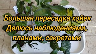 Большая пересадка хойек. Делюсь выводами, наблюдениями, планами.