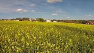 Gelbe Blumenwiese