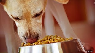 Consumer Reports: What’s Really in Your Dog’s Food?