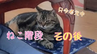 #30 猫も考える！階段登れるかな？その後。【賢い老猫】