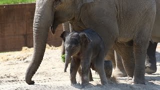 Elefantunge oplever verden udenfor | Copenhagen Zoo