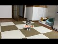 寝ている飼い主を鳴いて起こそうとする猫がかわいすぎたw【エキゾチックショートヘア】