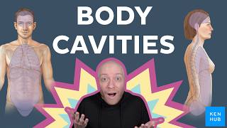 Thoracic vs Abdominal cavities - What’s inside?
