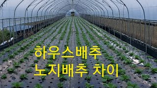 하우스배추와노지배추의차이 하우스배추의장점! 농사유튜브 농사정보통