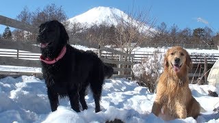 2019年2月2日　雪の山中湖woof