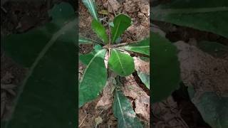 இந்த மூலிகைய பாத்ததும் மிகுந்த மகிழ்ச்சி#herbal #growplants #nature