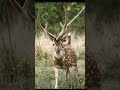 black dear wow🦌🦌 dear ytshort viral akarshgun