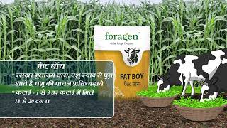 Foragen Single cut Video | #fatboy #honeypot #megapower #sweetspot #forage #animalfeed #grass