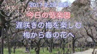 2017.3.28撮影  今日の偕楽園（遅咲きの梅，そして春の花へ）4K