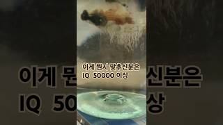 이게 뭔지 맞추신분은 IQ 50000 이상