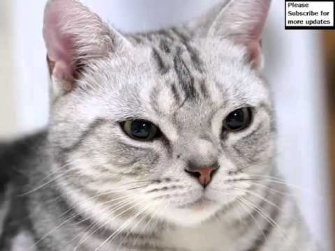 American Shorthair White | Set Of Cat Picture Collection American Shorthair White | Set Of Cat Picture Collection
