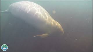 Why Do Manatees Get Hit By Boats