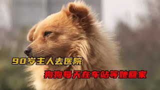 90歲的老奶奶去醫院，狗狗每天守著站牌等她回家，一等就是十幾個小時