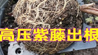 青石话牡丹芍药 高压的紫藤两个月出根了  Air Layering Wisteria Rooted in Two Months