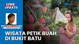 Nikmati Sensasi Wisata Petik Buah Bukit Batu Palangka Raya, Alpukat Aligator hingga Lemon California