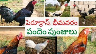 Kurri Srinuvasu Garu Farm, పందెం పుంజులు,పేరూ క్రాస్, భీమవరం జాతి పందెం పుంజులు#farming #agrifarming