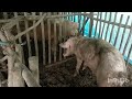 เลี้ยงหมูสูตรลดต้นทุนคลิปจัดเต็มบอกโดยละเอียดสูตรผสมอาหาร