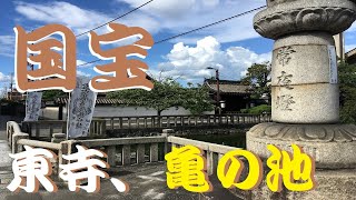 暑い、連日37度の京都、国宝、東寺、亀の池から報告です。