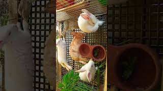 RABBIT omg animals So cute! cute baby animals, cutest moment of the animal planet#rabbitphilipines