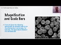 ib biology topic 1 revision introduction to cells