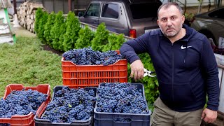 HOMEMADE WINE from HOME-GROWN GRAPES