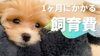 【そんなに高くない！？】小型犬1ヶ月の飼育費用を公開します【犬の飼育費用】