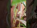 begonia luxurians flowering