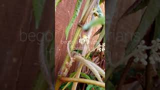 begonia luxurians flowering