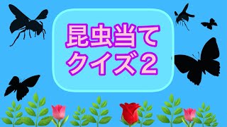 【閲覧注意】昆虫当てクイズ２　※虫が苦手な方は見ないで下さい。