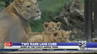 Two rare lion cubs in a Czech zoo