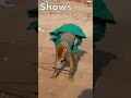 Best monkey dance #monkey #animal #shorts